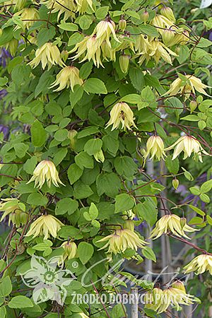 Powojnik Clematis Golden Dream ® na Arena.pl