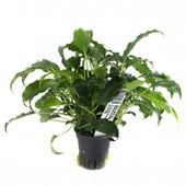 Schismatoglottis prietoi Koszyk Holandia Ø 5,5 cm