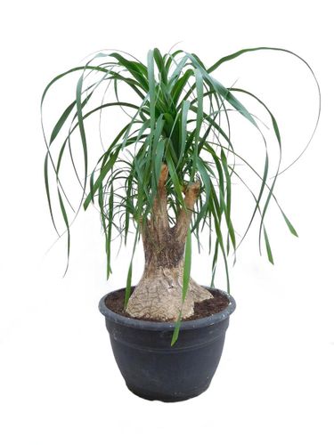 NOLINA - STOPA SŁONIA 85 cm na Arena.pl