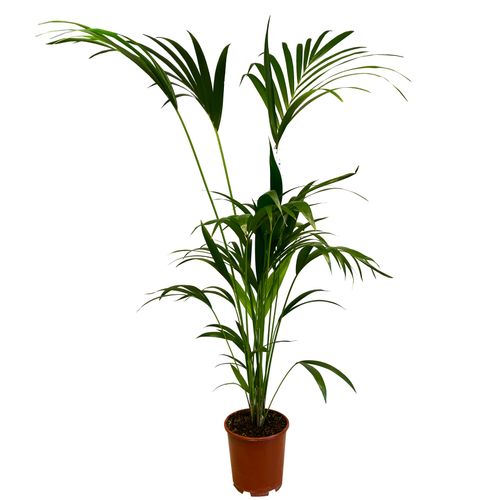 PALMA KENTIA (Kencja, Howea) 160 cm na Arena.pl