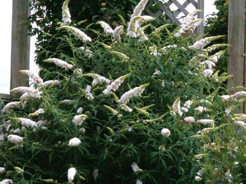 Budleja Dawida White Profusion C2 E na Arena.pl