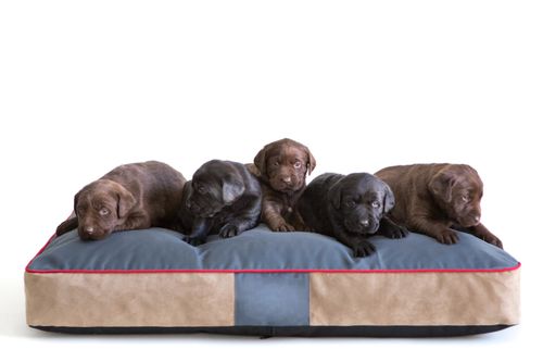 Prostokątny materac dla psa, legowisko mata 110x90cm na Arena.pl