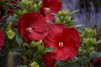 HIBISKUS Ketmia bagienny czerwony Luna Red
