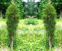 KRUSZYNA FINE LINE GĘSTA KOLUMNOWA WĄSKIE LIŚCIE