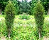 KRUSZYNA FINE LINE GĘSTA KOLUMNOWA WĄSKIE LIŚCIE