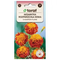 Aksamitka rozpierzchła CHAMPION FLAME 0,5g