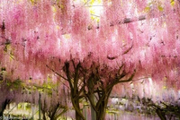 GLICYNIA WISTERIA CHIŃSKA różowa - sadzonki 10 / 15 cm
