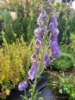 Tojad mocny bylina do cienistego i wilgotnego ogrodu