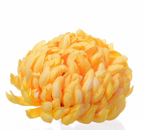 Chryzantema wyrobowa sunny yellow na Arena.pl