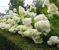 Hortensja Bukietowa BOMBSHELL 10-20cm Klejnot Ogrodu