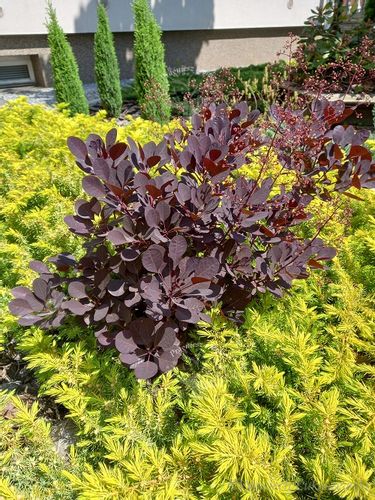 Perukowiec Lilla karłowa odmiana na Arena.pl