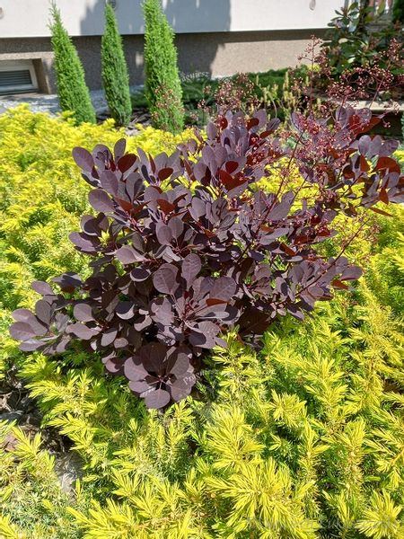 Perukowiec Lilla karłowa odmiana zdjęcie 2