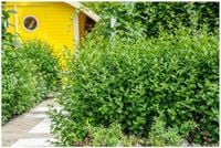 Ligustr GREEN DIAMOND 40-60cm Zimozielony Gęsty Krzew na Żywopłot