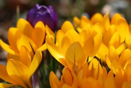 KROKUS cebulki WIOSENNY ŻÓŁTY ROMANCE do donic i gruntu 100 szt. + na Arena.pl