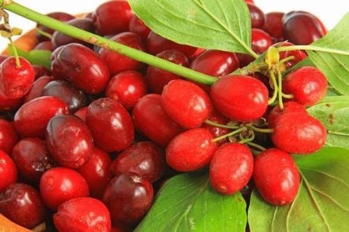 Dereń jadalny Aurea 40-60cm C2 na Arena.pl