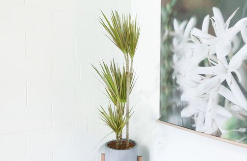 DRACENA BICOLOR 75cm na Arena.pl