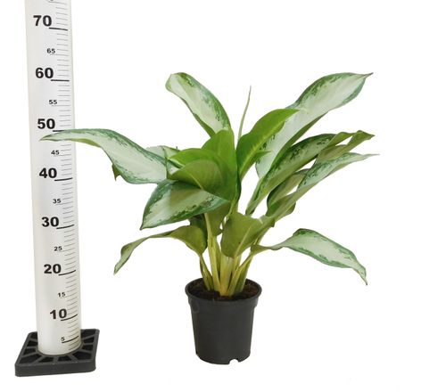 AGLAONEMA Cleopatra 60 cm na Arena.pl