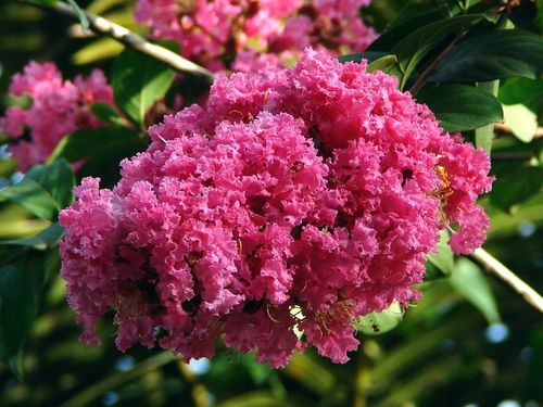 Lagerstroemia różowa Seaburn 20-40cm C2 na Arena.pl