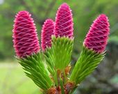 Swierk PUSCH o RÓŻOWYCH SZYSZKACH