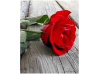 40X50CM RÓŻA DESKACH OBRAZ