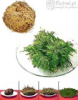 Róża Jerychońska na Arena.pl