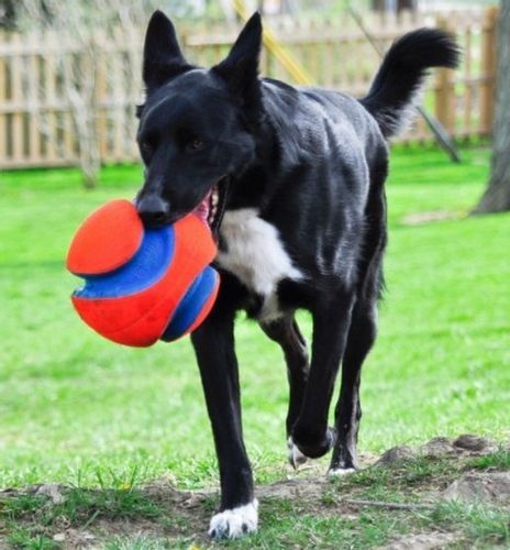 Chuckit! Kick Fetch Small [251101] na Arena.pl