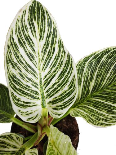 FILODENDRON  BIRKIN 20cm na Arena.pl