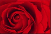 120CM 80CM OBRAZ ŚCIENNY CZEWONA RÓŻA
