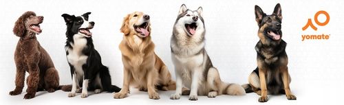 MOCNA SMYCZ dla DUŻEGO PSA / AUTOMATYCZNA / ZWIJANA / BLOKADA / 5 Metrów na Arena.pl