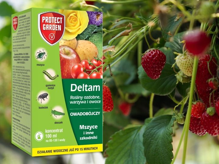 DELTAM ŚRODEK OWADOBÓJCZY MSZYCA KWIECIAK SKOCZEK GĄSIENICE MOTYLI 100ML zdjęcie 8