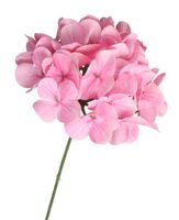 SZTUCZNE KWIATY ROŚLINY HORTENSJA POJEDYNCZA PREMIUM JAK ŻYWA 40CM