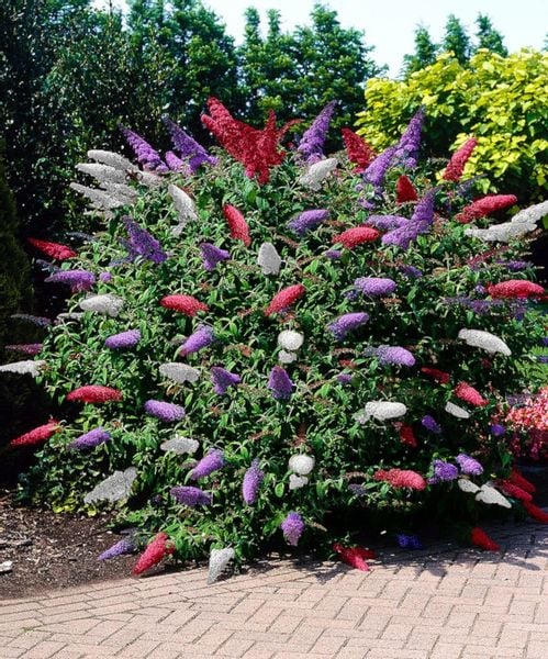 BUDLEJA TRÓJKOLOROWA TRICOLOR - sadzonki w don. !! zdjęcie 1