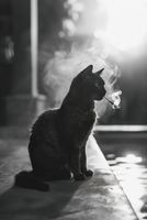 Plakat 68x101cm Kocia Przerwa