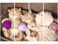 120CM 80 OBRAZ 4 ELEM ŚPIĄCE KOTY MISCE ŚCIENNY