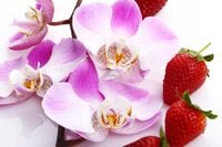 FOTOTAPETA kuchenna TRUSKAWKI STORCZYK 395x280