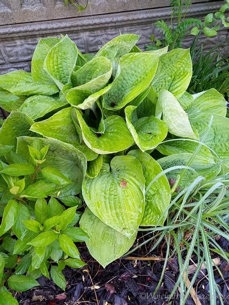 Funkia Hosta Byliny Sadzonka zielona zdjęcie 4