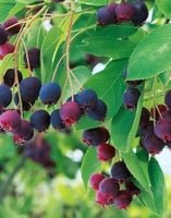 P11 ŚWIDOŚLIWA KANADYJSKA AMELANCHIER CANADENSIS 100-150 cm.