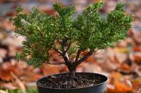 Jałowiec chiński Shimpaku - Juniperus chinensis 0042