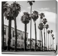 Obraz 100x100cm Spacer w Cieniu Palm