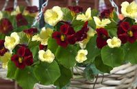 NASIONA Kwiatów Nasturcja Karowa Night And Day 2g Kwiaty 286053