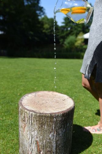 pufa pień brązowy MAŁPISZON na Arena.pl