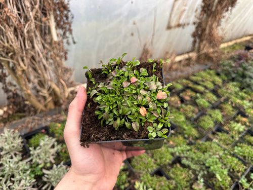 Hypsela nerkowata Zielony Dywan (Hypsela reniformis) Doniczka 1.0L na Arena.pl