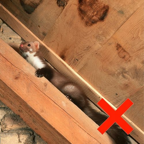 QUATTRO-LED ODSTRASZACZ GRYZONI KUN SZCZURÓW MYSZY VIANO NA KUNY MYSZY na Arena.pl