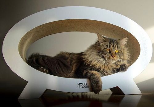 Elipso drapak dla kota na Arena.pl