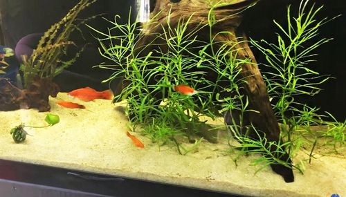 PIASEK KWARCOWY DO AKWARIUM - NAJCZYSTSZY 0,5-1,2 15 KG Drobny, Jasny na Arena.pl