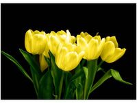 50X70CM ŻÓŁTE TULIPANY- MARK FREETH OBRAZ POKOJU DREWNINE