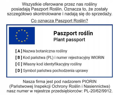 Monstera Monkey Mask Adansonii - Bardzo Ładny Kwiatek Szwajcarski Ser na Arena.pl