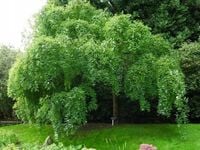 PEREŁKOWIEC JAPOŃSKI bardzo miododajne drzewo - sadzonki 15 / 30 cm