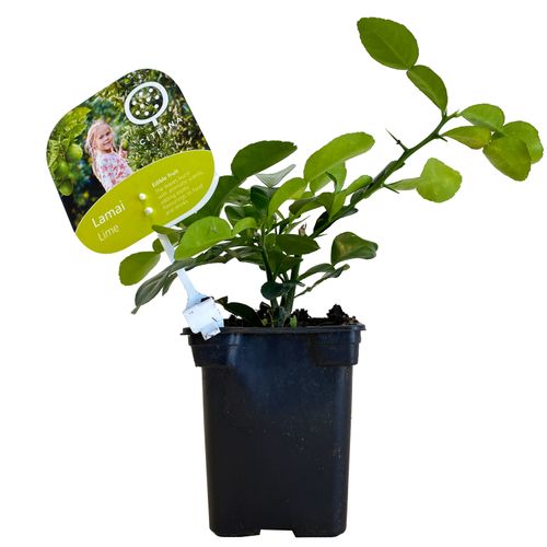 LIMONKA KAFFIR 20 cm na Arena.pl