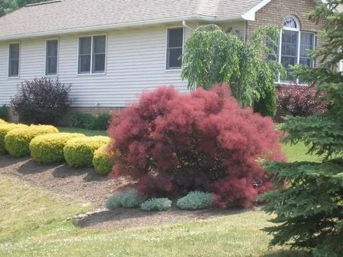 PERUKOWIEC PODOLSKI czerwony oryginał - sadzonki 30 / 40 cm na Arena.pl